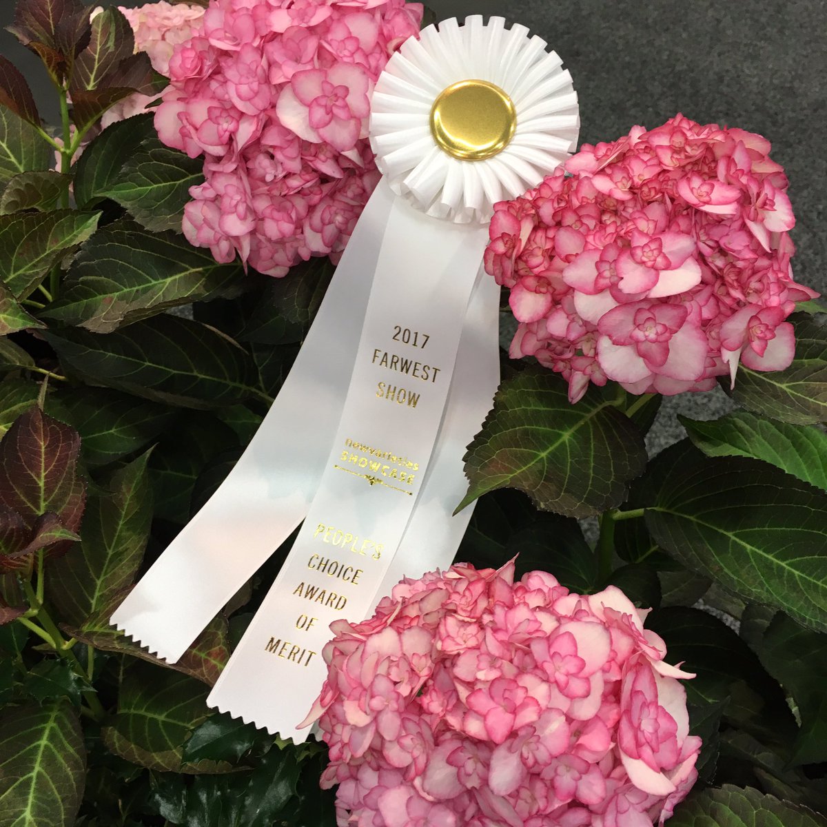 Miss Saori wins People's Choice Merit Award! Close race with many incredible entries! Congrats to all, esp @jberrynursery for the big win!
