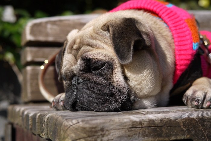 しるすけ 頭を食べると魚が良くなるって歌があった気がする 冒険者ギルド 東京支部 あなたの街にも冒険者が 脱力ハードボイルドsf青春ストーリー 好評連載中 T Co Ycw7fr5e3p Yomou Narou パグ さかなクンさん T Co