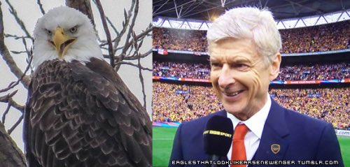 Topshelf_Soccer's tweet photo. Shout out to @Arsenal -The first EPL club to be coached by a bitter old eagle with Erectile Dysfunction https://t.co/drtrWLGQ67