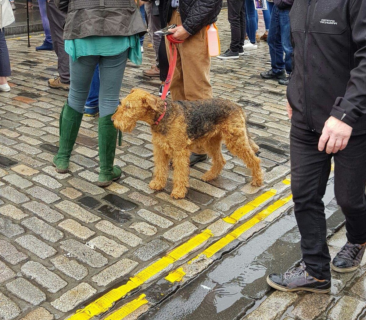 tumbledrythtr's tweet photo. Look at this lovely, out in the rain (like us!) #edfringe #edfringedogs https://t.co/4mV3zgXcxD