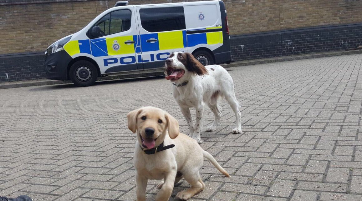 BTP's tweet photo. With #NationalDogDay tomorrow, it would be rude not to share yet another super cute photo of two BTP pooches.

😍 @BTPDogs https://t.co/IJsE4uuaOH