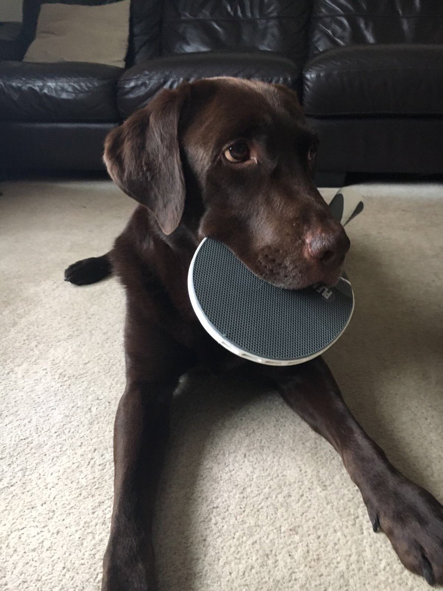 It's #NationalDogDay, have you met our latest Ping! volunteer?
