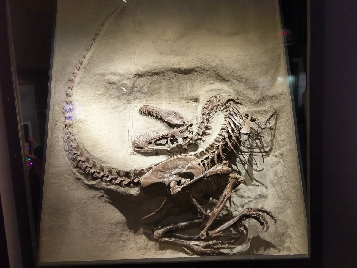 Dinosaur Misconception PSA Megathread Post and correct misconceptions