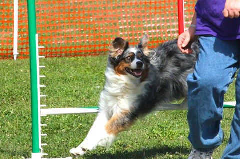 GardinerMainSt's tweet photo. Mark your calendars for our annual #BarksinthePark event on Sat. Sept. 9th, 10am-2pm, visit: https://t.co/PMJVHy5Sxs. 
#dogs #maine https://t.co/J1MueYBvqd