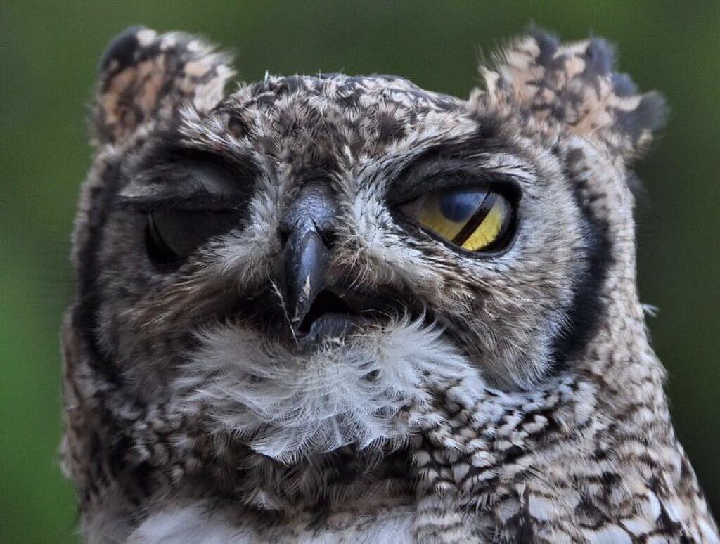 E_8rd's tweet photo. من غرائب طائر البوم أن لديه 3 أجفان في كل عين، وكل واحدة لها وظيفة... جفن للرمش وجفن لتنظيف العين وجفن لإغلاق عينيها لتنام https://t.co/5QvZYhBuHY