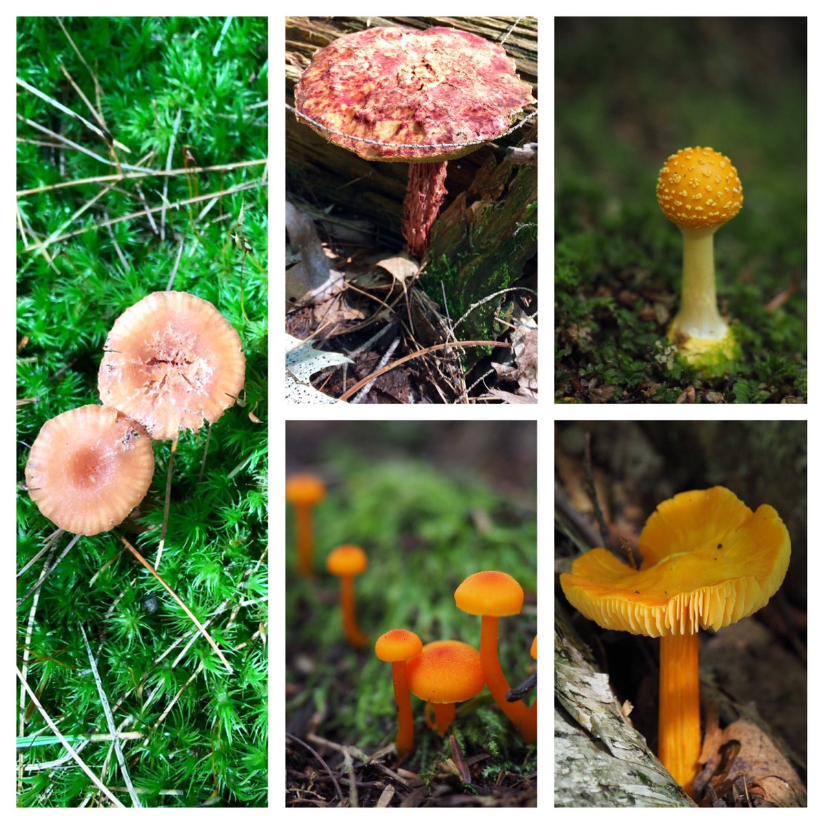 MT_Bet's tweet photo. Mushrooms mushrooms everywhere! @MurphysPointPP @OntarioParks this week, nature is art! https://t.co/yHLHUVRJnb