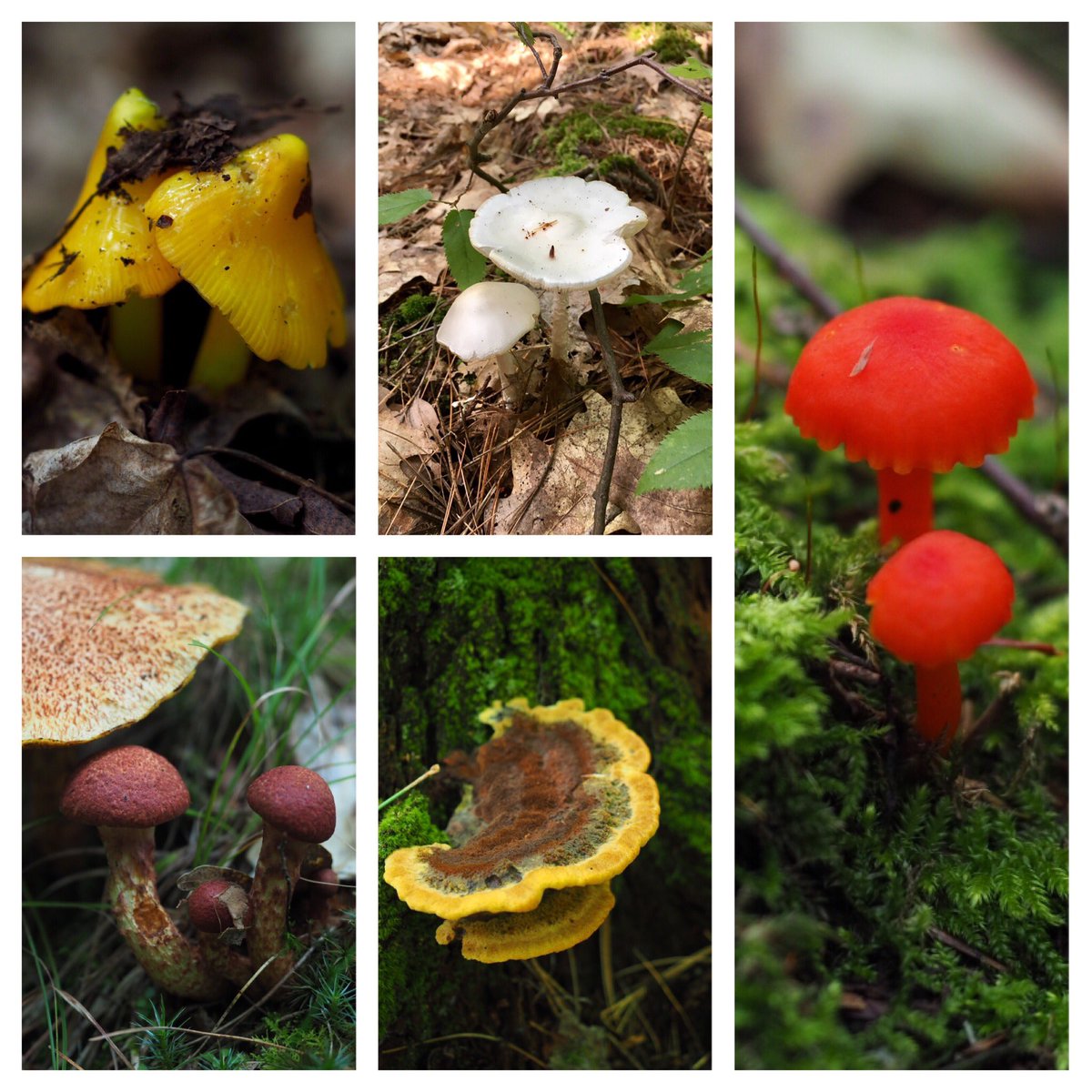 MT_Bet's tweet photo. Mushrooms mushrooms everywhere! @MurphysPointPP @OntarioParks this week, nature is art! https://t.co/yHLHUVRJnb