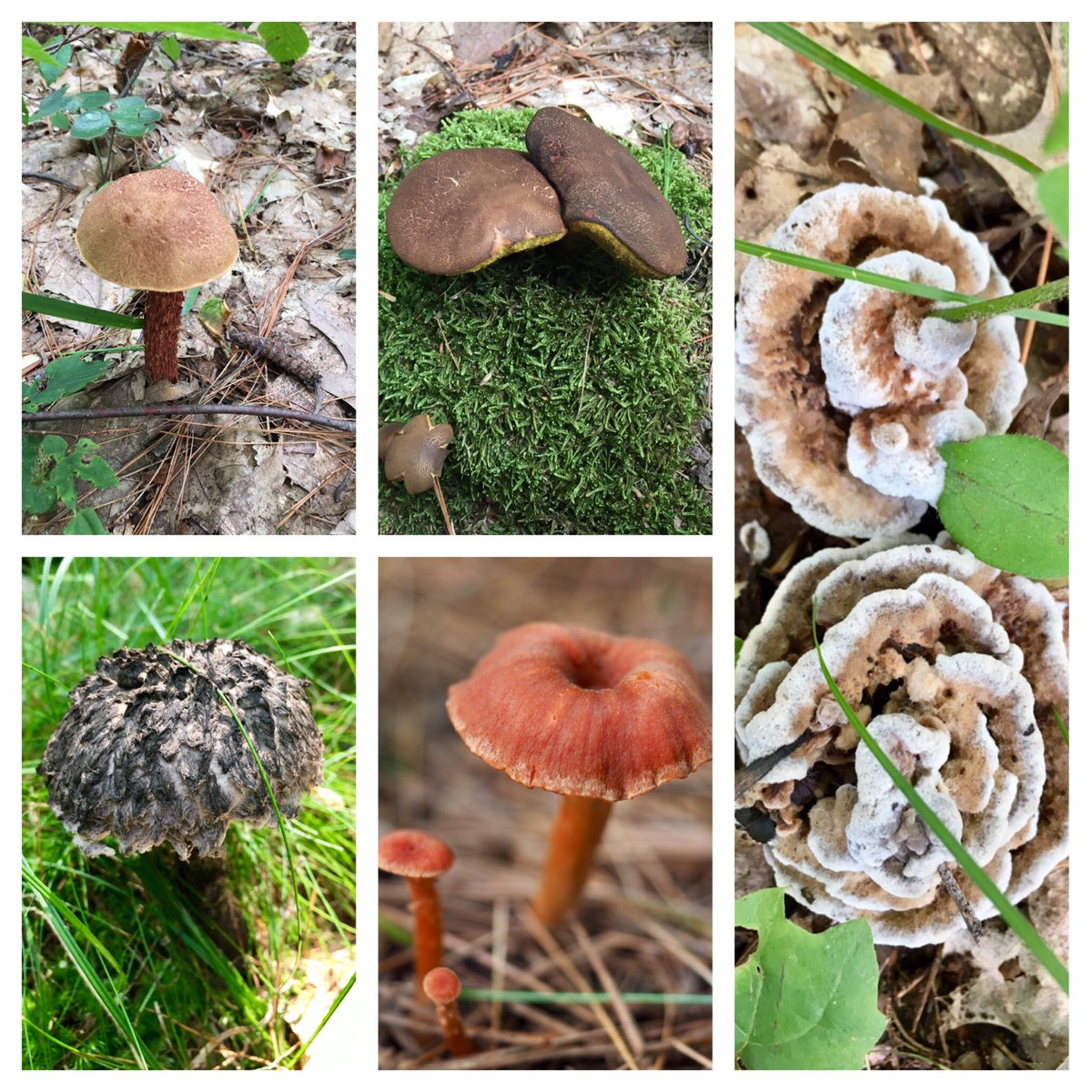 MT_Bet's tweet photo. Mushrooms mushrooms everywhere! @MurphysPointPP @OntarioParks this week, nature is art! https://t.co/yHLHUVRJnb