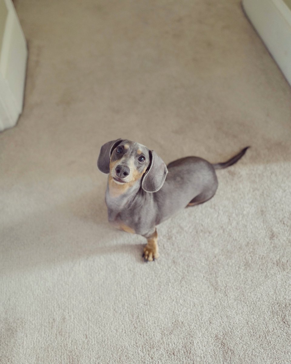 oliviabluehound's tweet photo. Hi there 🙃 https://t.co/jbG5sZOG8o