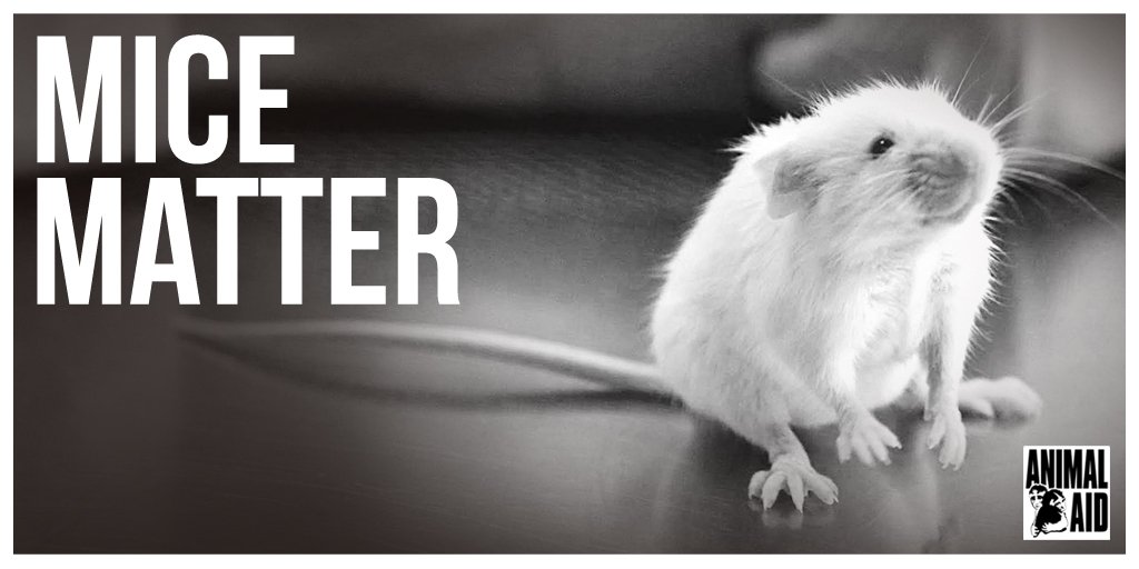 charityvictims's tweet photo. Mice are small, yet their capacity to suffer is enormous. They deserve the same compassion as bigger animals. https://t.co/kJJNeAYKhH Pls RT https://t.co/anTAWIav6r