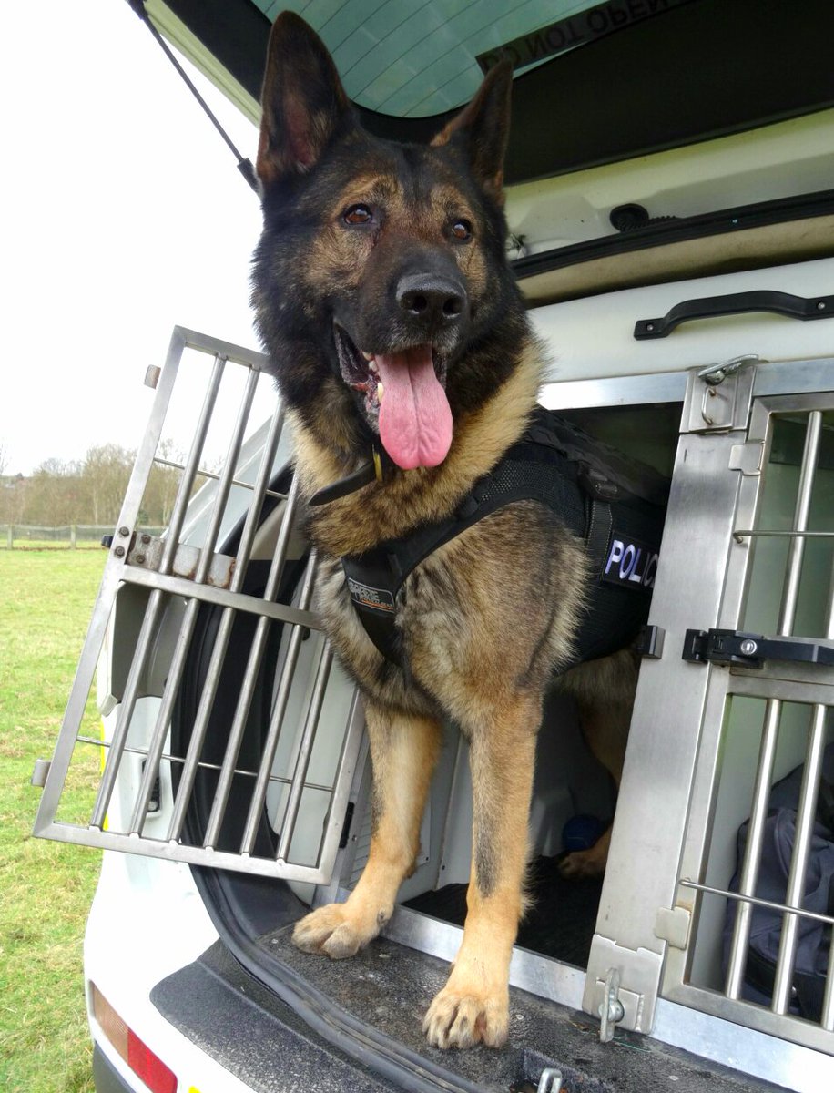 bedspolice's tweet photo. As it's #NationalDogDay tomorrow we thought we would share some snaps of our 'paw-fessional' crime fighting dogs @BCHPoliceDogs https://t.co/PvIKtvoKpQ