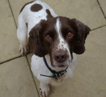 bedspolice's tweet photo. As it's #NationalDogDay tomorrow we thought we would share some snaps of our 'paw-fessional' crime fighting dogs @BCHPoliceDogs https://t.co/PvIKtvoKpQ