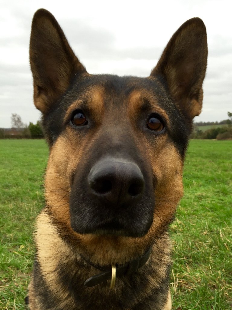 bedspolice's tweet photo. As it's #NationalDogDay tomorrow we thought we would share some snaps of our 'paw-fessional' crime fighting dogs @BCHPoliceDogs https://t.co/PvIKtvoKpQ