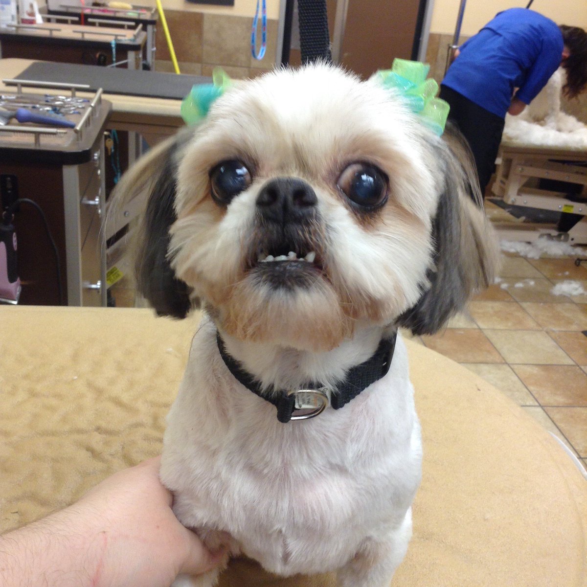 PetSmart 2088 (@petsmart_2088) on Twitter photo 