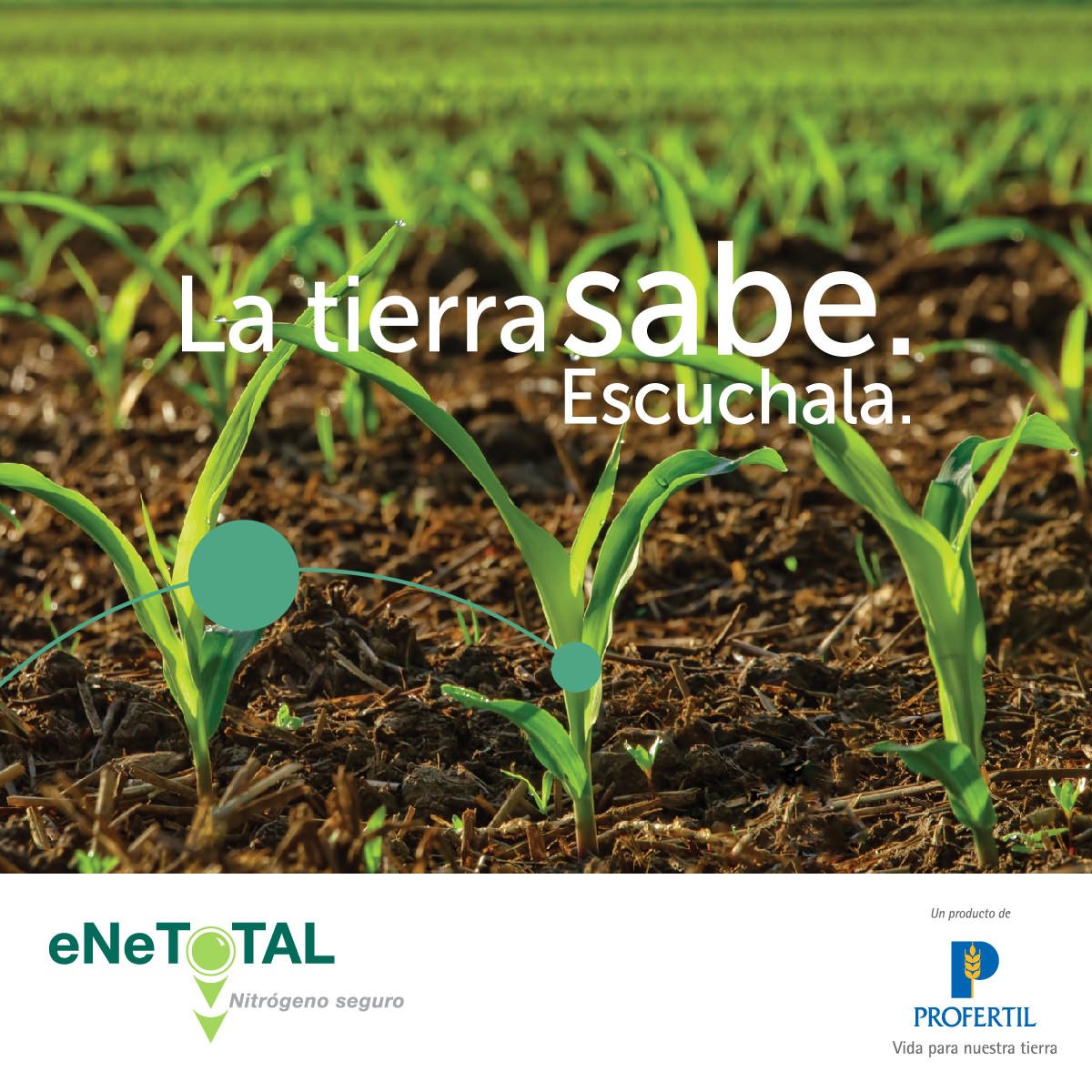 ProfertilAgro's tweet photo. Efic.Uso fuentes nitrogenadas, #JatGruesa Tandil. #Maíz #eNeTOTAL @CeresTolvas @Tomas_Hnos @Grupo_LosGrobo https://t.co/ovFSj4CS26 https://t.co/iVk640YfV9