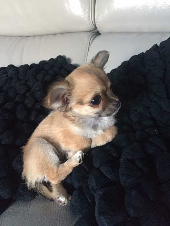 BradleyScrase27's tweet photo. LOST IN STANMER PARK!! Only a puppy, PLEASE SHARE!! https://t.co/kayHSl4CyC