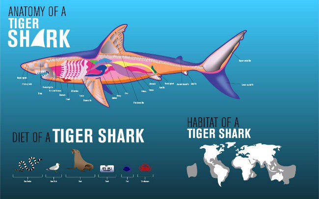 HelenTheShark on X: "Tiger sharks eat a lot of stuff! #sharkfacts  https://t.co/CZG6AdUNZz" / X