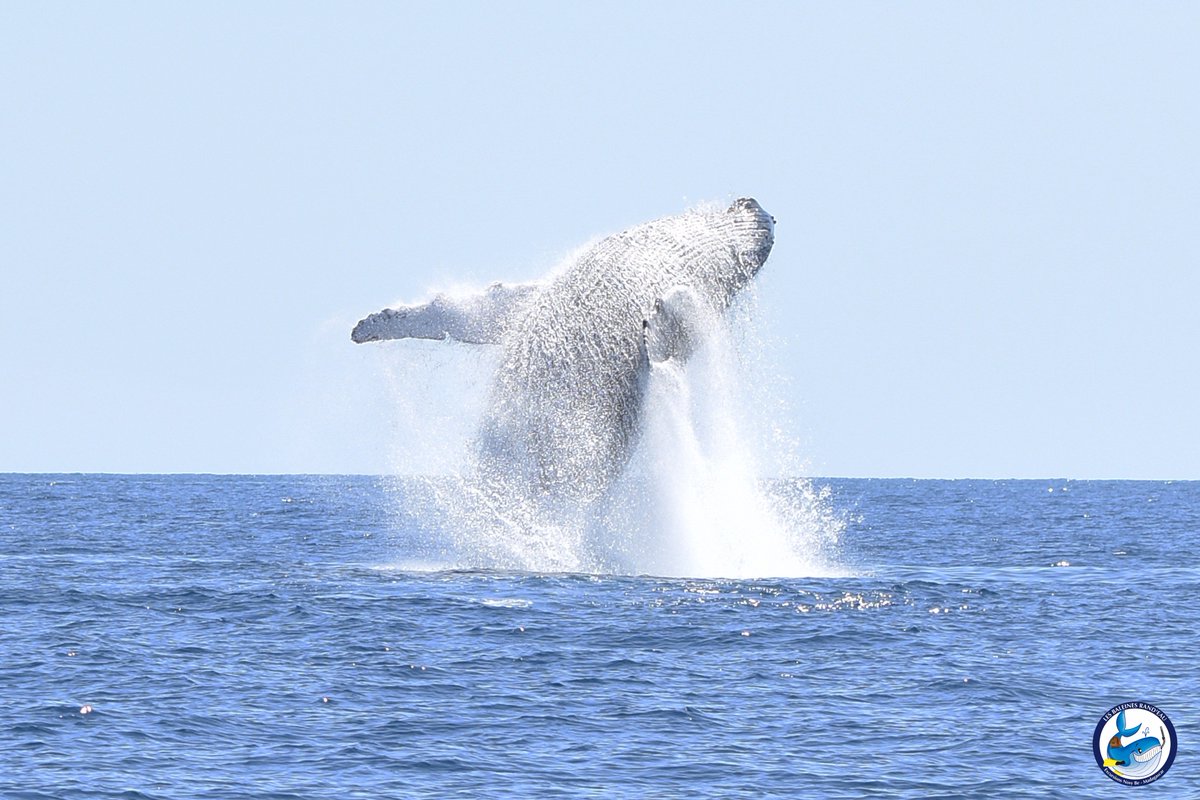 BaleinesRandeau's tweet photo. Photo du jour ! Attention décollage....
Un belle sortie avec 9 baleines ! 
https://t.co/LERWRClXor https://t.co/Mz7mJ1eAnT