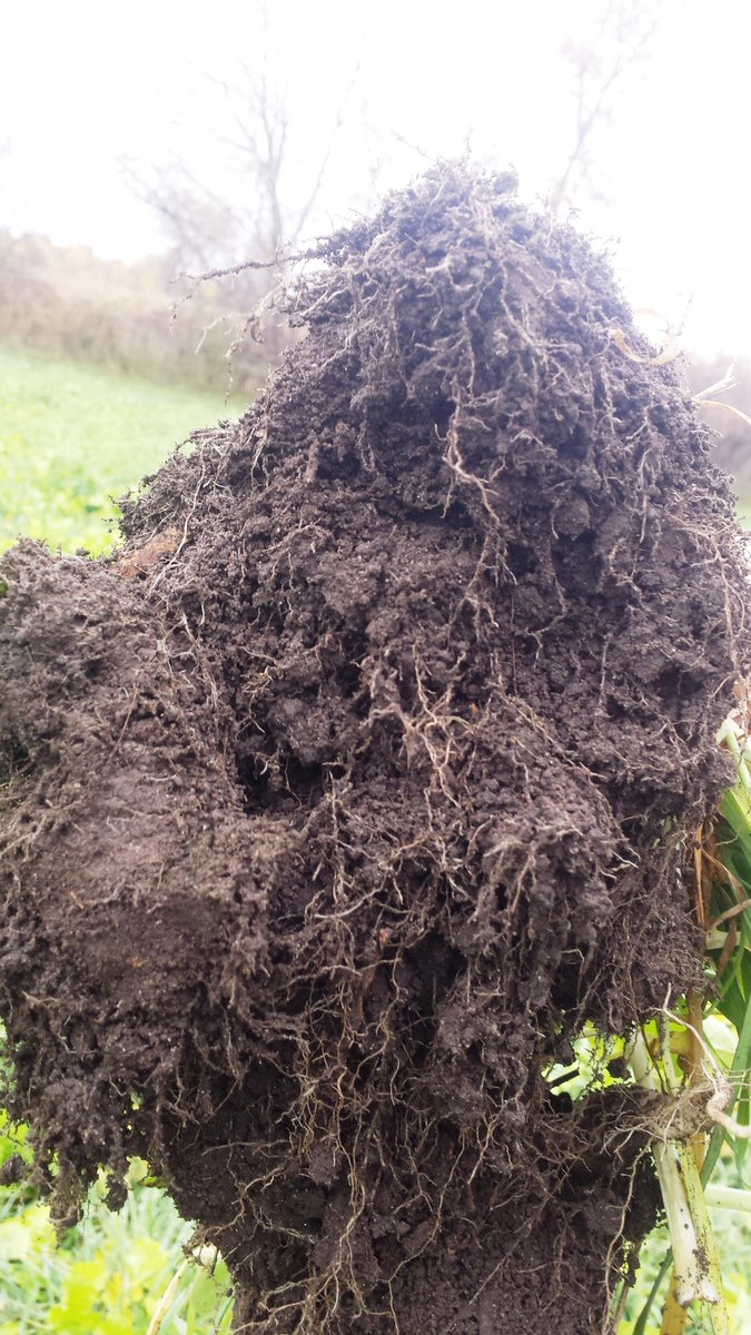 soil_steward's tweet photo. To everyone who attended #soilsummit17 a great big thank you!!
Now the hard work begins,let's stop the degradation! @soilcouncil #SoilHealth https://t.co/3yAU3iZf9Q