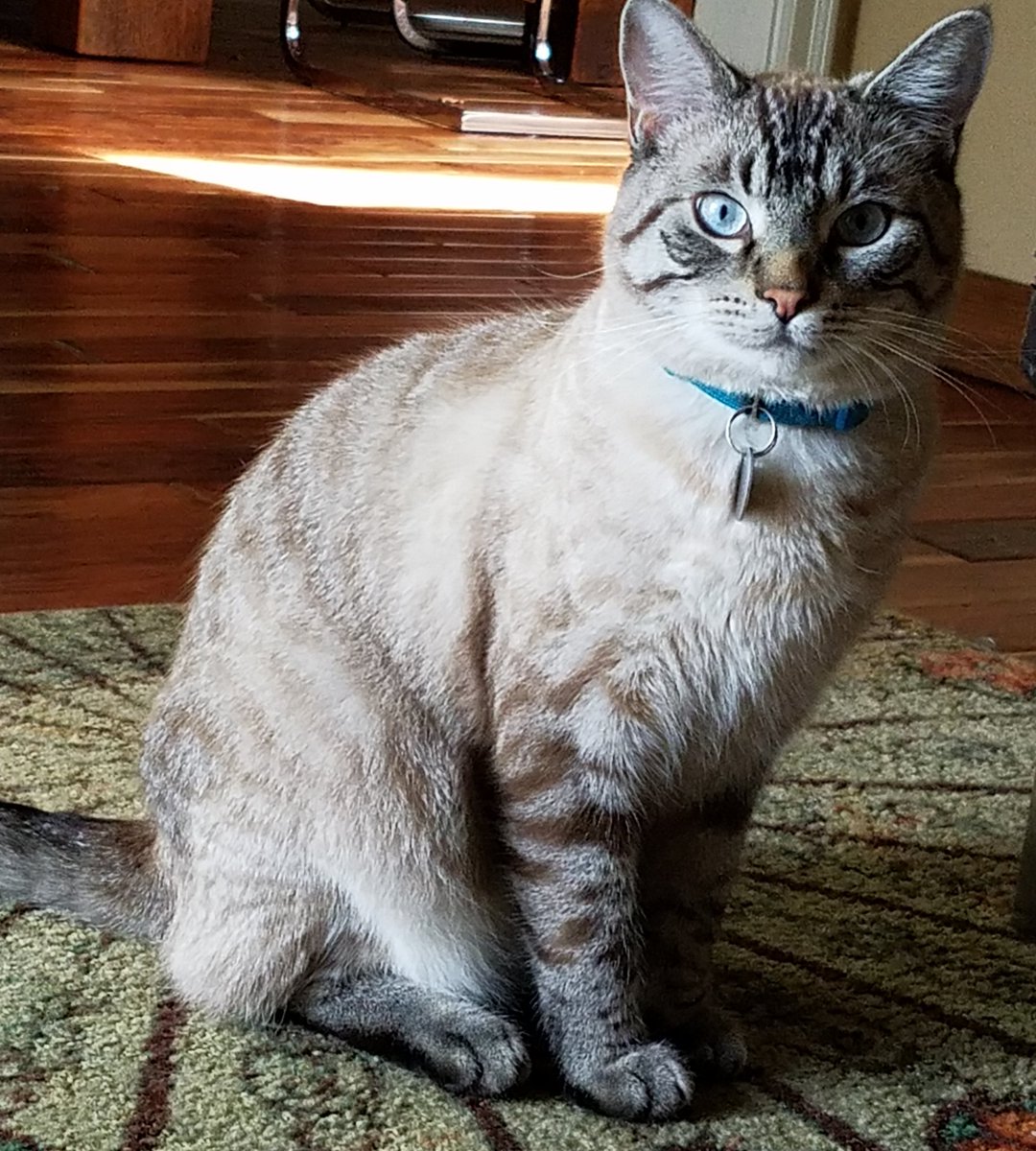 FatFelines's tweet photo. TGIF... long week. 😩  #fatfelines #CatsOfTwitter #pdx #TGIF https://t.co/JKuSOVggEQ