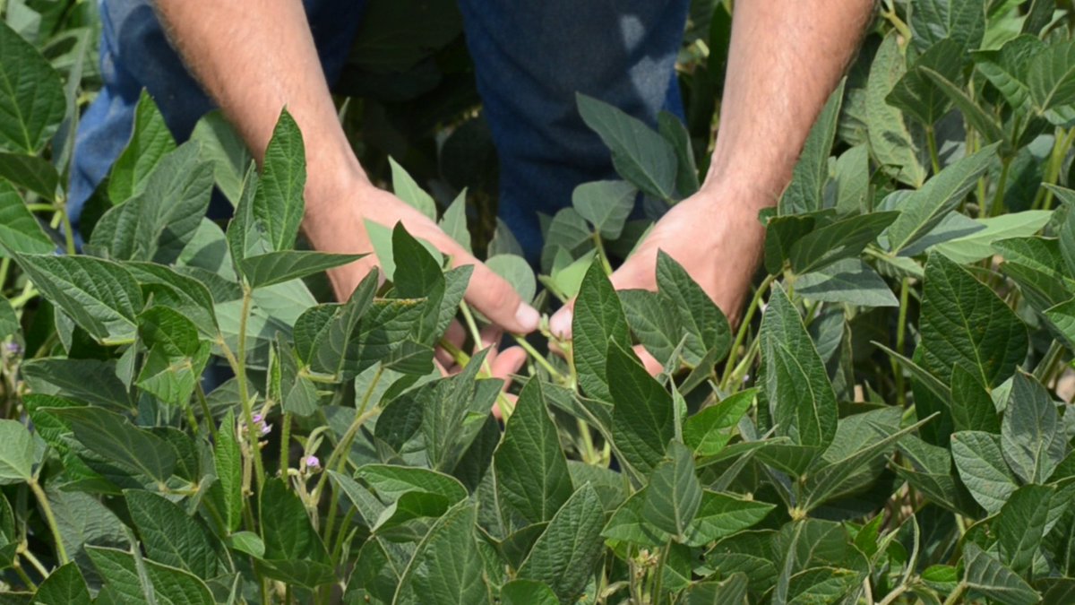 verdesian's tweet photo. More #nitrogen &amp; more #nodules for your #soybeans. Learn #inoculant benefits in today’s #InoculantInsider #PresideCL https://t.co/uW0uPuyB3H https://t.co/NBLS8as2j6