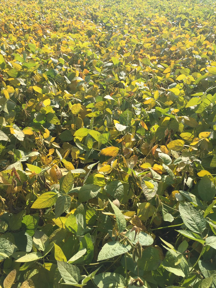 the_scooter27's tweet photo. 2016 #YieldHero P006T46R, looking like a champ in 2017. Contact your local Pioneer Sales Rep to weigh yours this fall. #acceleratedyield https://t.co/bz3OB5JyAj