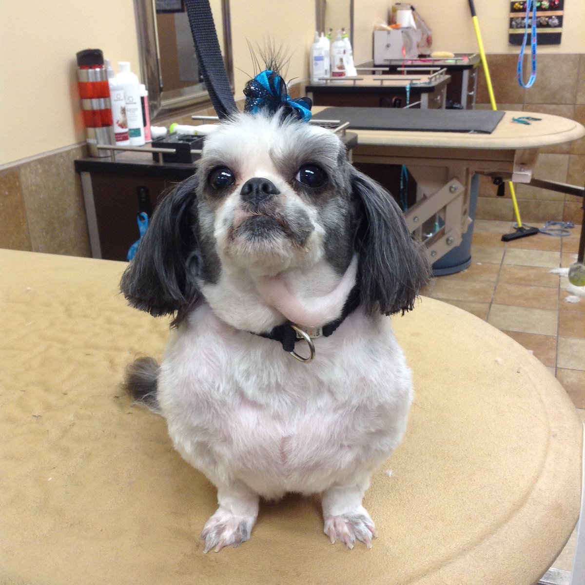 PetSmart 2088 (@petsmart_2088) on Twitter photo 