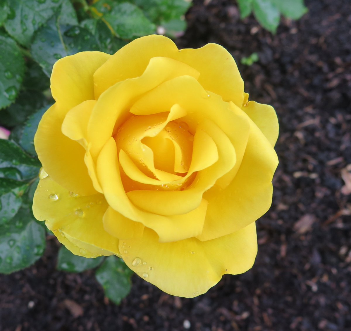Beautiful yellow bloom voted best by judges &amp; public International Rose Trials. Lifts Lord Provost Cup. ow.ly/XWFZ30eG0uA