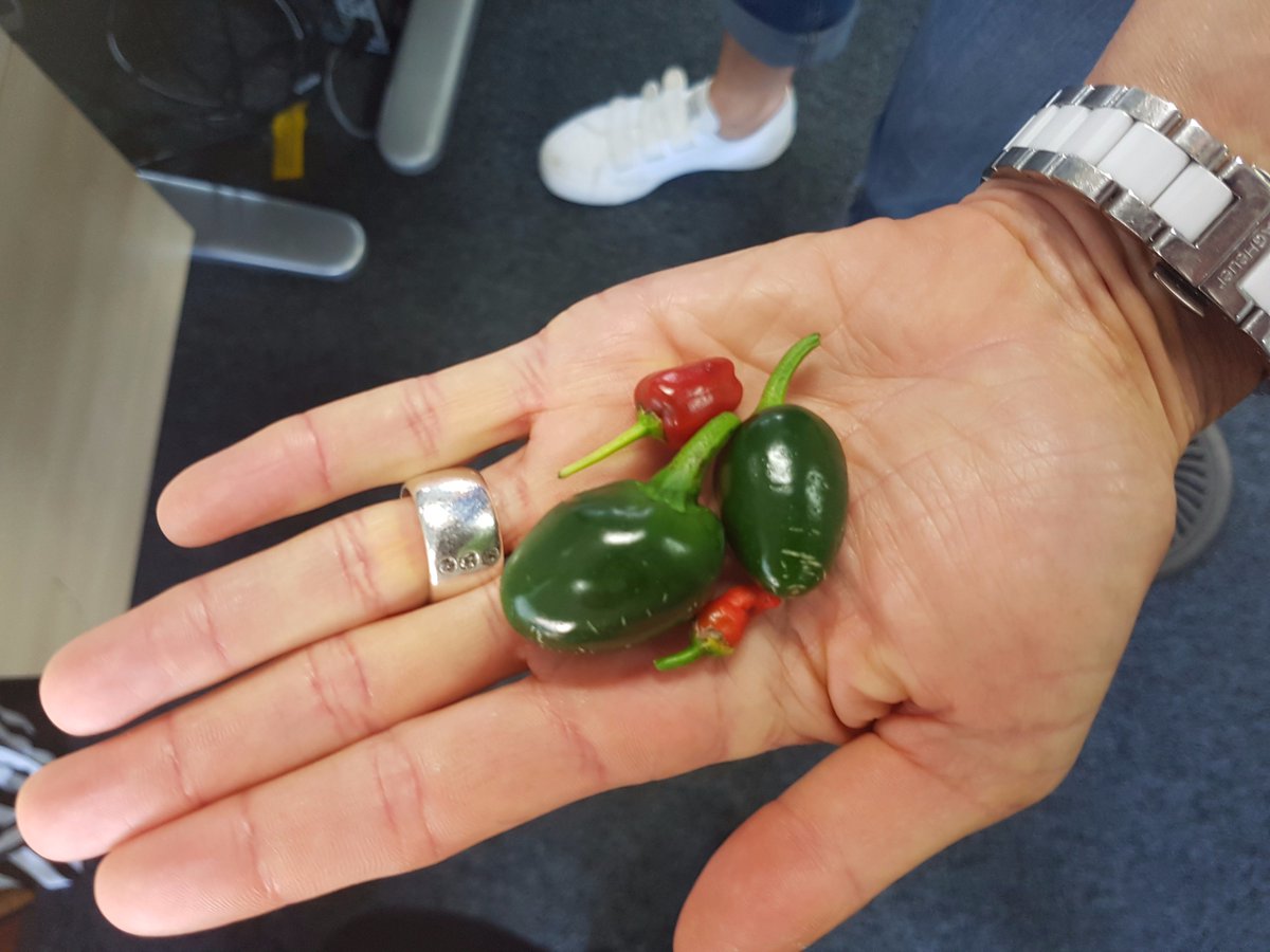 BBCRadioScot's tweet photo. Small but deadly! Don't been fooled by the size! #hot #chilies #getthemilk! https://t.co/qV3aA9lTcR