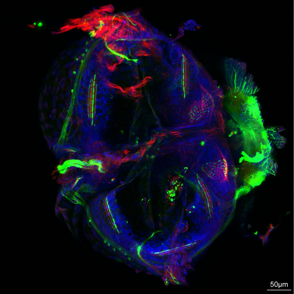m_scheibinger's tweet photo. @MBLScience @zeiss_micro @EarBiology
Squidlet Statocyst https://t.co/5rYnupPIlZ