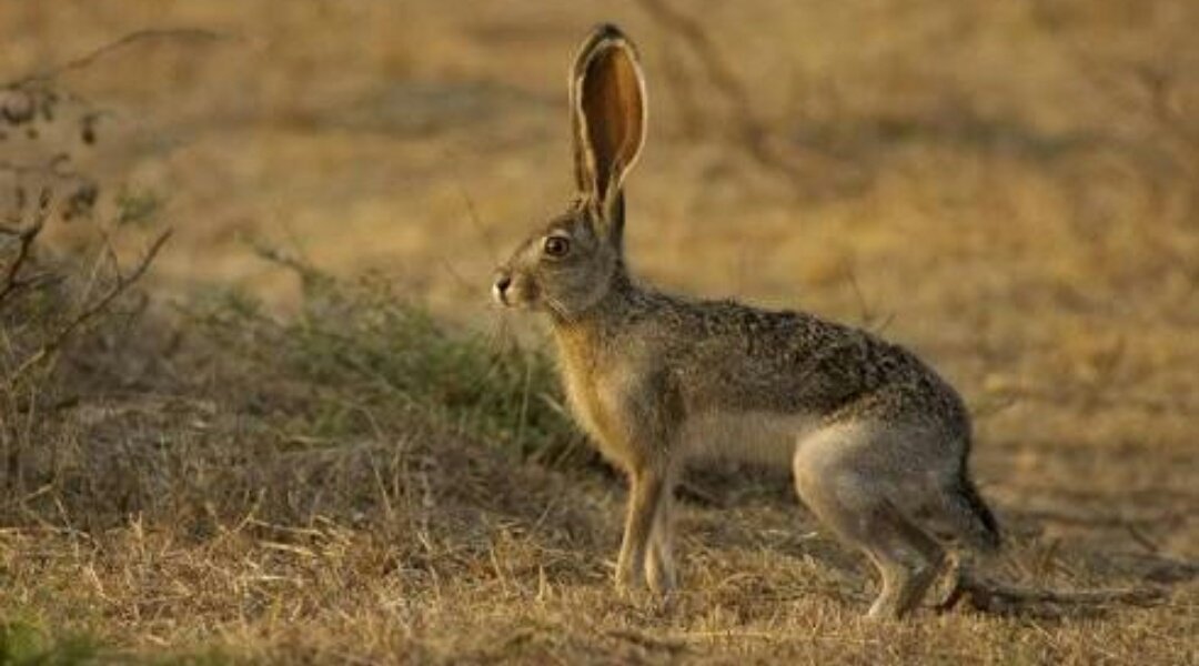 La ganadería es una reserva natural de biodiversidad donde coexisten muchas especies animales y vegetales