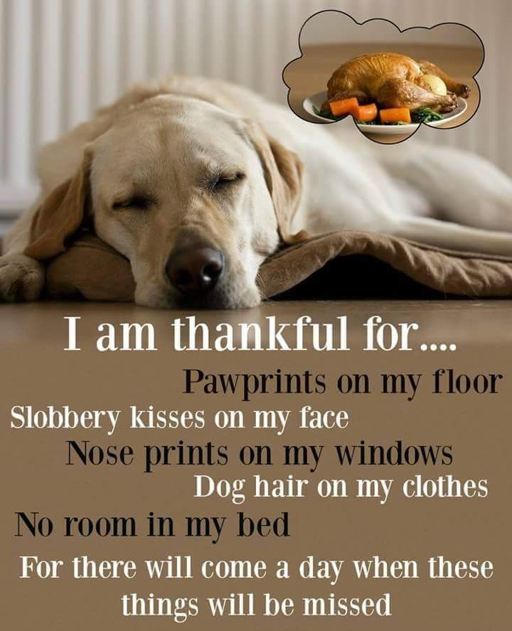DogFriendlyCHI's tweet photo. https://t.co/PN9sdpdAbP