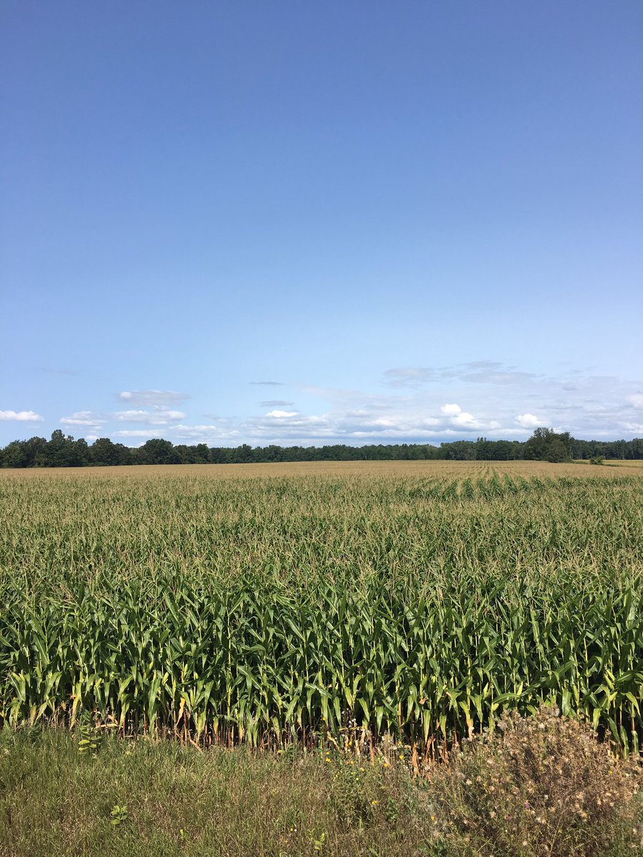 Dave_TopNotch's tweet photo. Last field of the #onyield17 tour, a field that has never looked back but common across middlesex corn doesn't have the rows around this yr! https://t.co/Cy3ZzA6X6X