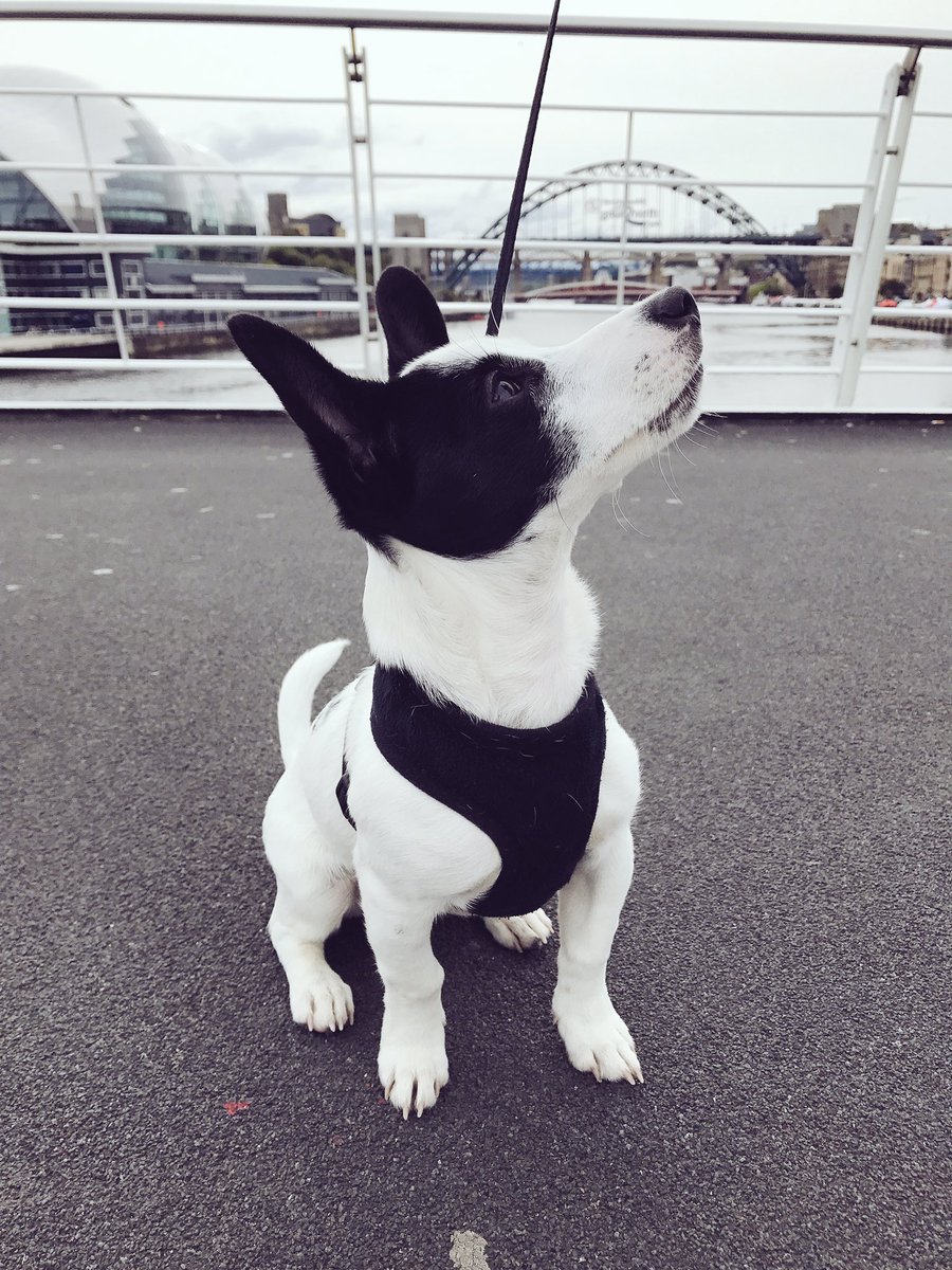 #quayside walks 🐾🐶