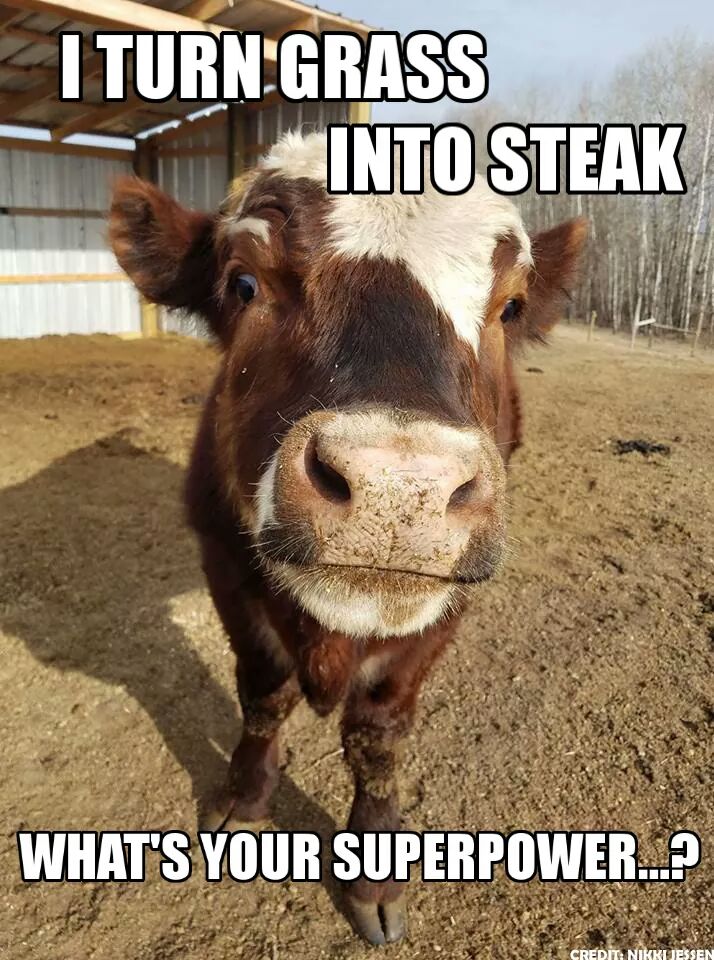 CanNethImports's tweet photo. #TGIF Welcome to @CanNethImports #Friday #Funnies. We hope you have a great #weekend! https://t.co/FFerqW9suP