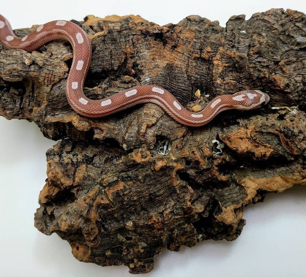 AndyByers21's tweet photo. Little lavender motley on the hunt!
________________________
#cornsnake #dangernoodle #snake #cornsnakemorph #cor… https://t.co/m2pSITYpoA https://t.co/zfVkq5auTN