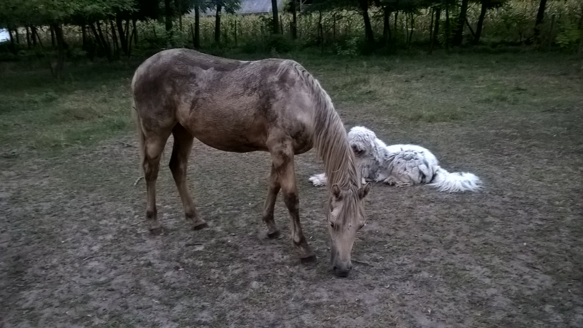 FeriBBQ. (@ballaferi) on Twitter photo 