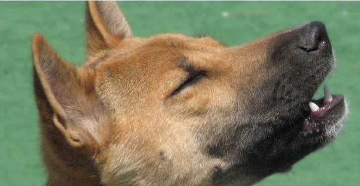 MilosKitchen's tweet image. A Tuneful Tail - Read more on how one pet owner is turning meal time into a full-blown musical number: spr.ly/60138QQiV