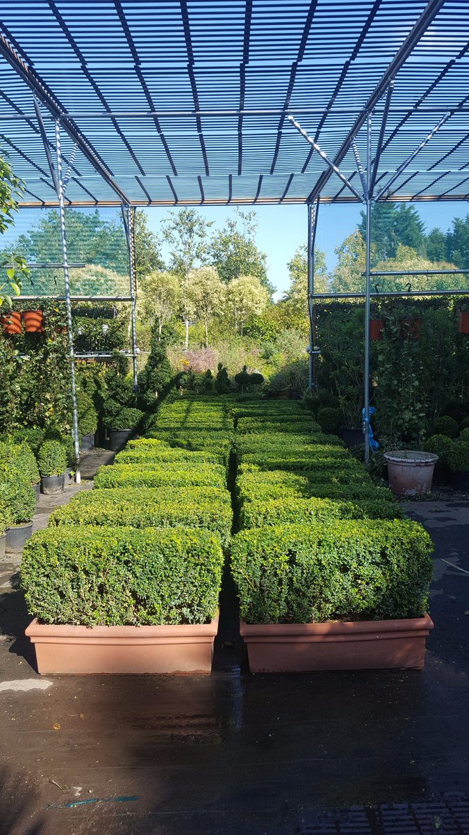 Entering the Bank holiday weekend with our topiary lined up looking beautiful in the sun! #Palmbrokers #eventprofs #film #tv #events🌴🌵🌲🌳