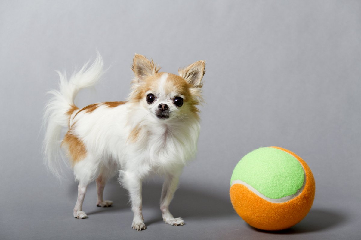 Guinnessworldrecords On Twitter The World S Smallest Service Dog