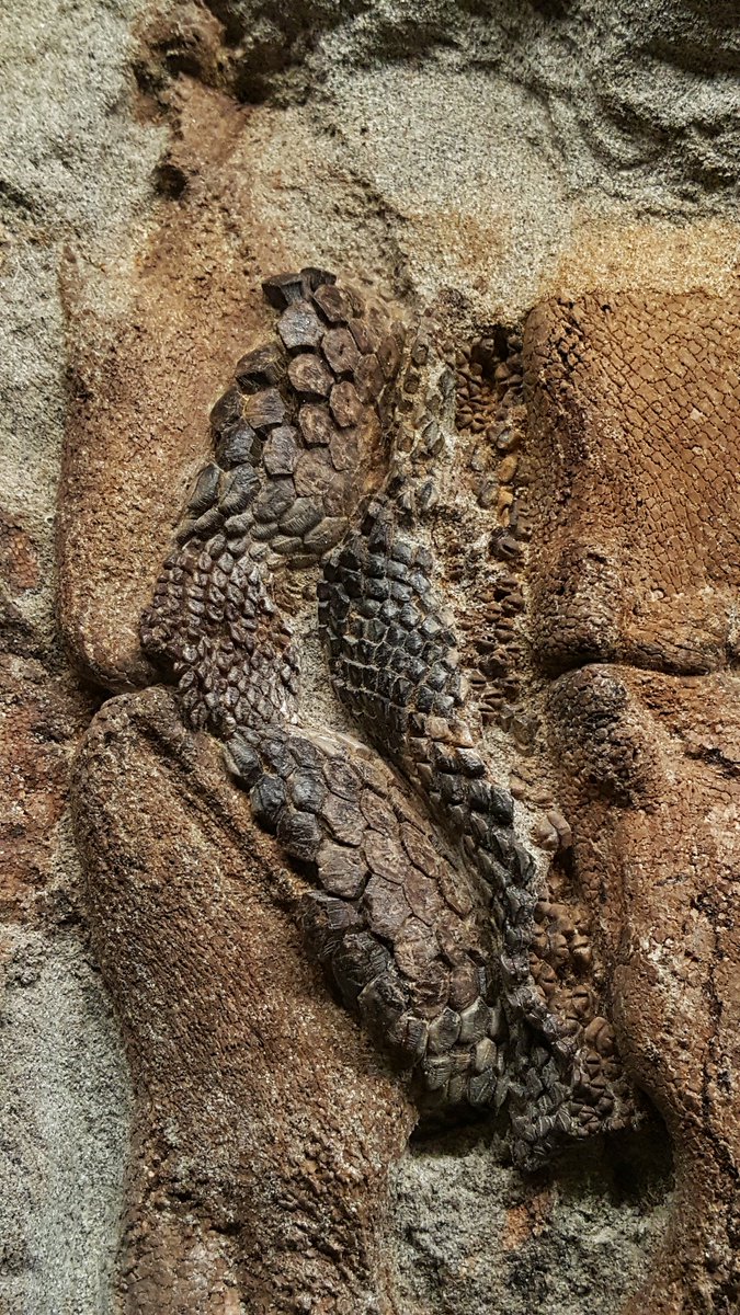 paleeoguy's tweet photo. BEAUTIFUL #Myledaphus (Cretaceous guitarfish) on display @RoyalTyrrell! The teeth are perfectly preserved in life position. #FossilFriday https://t.co/5pvHfHS2lc