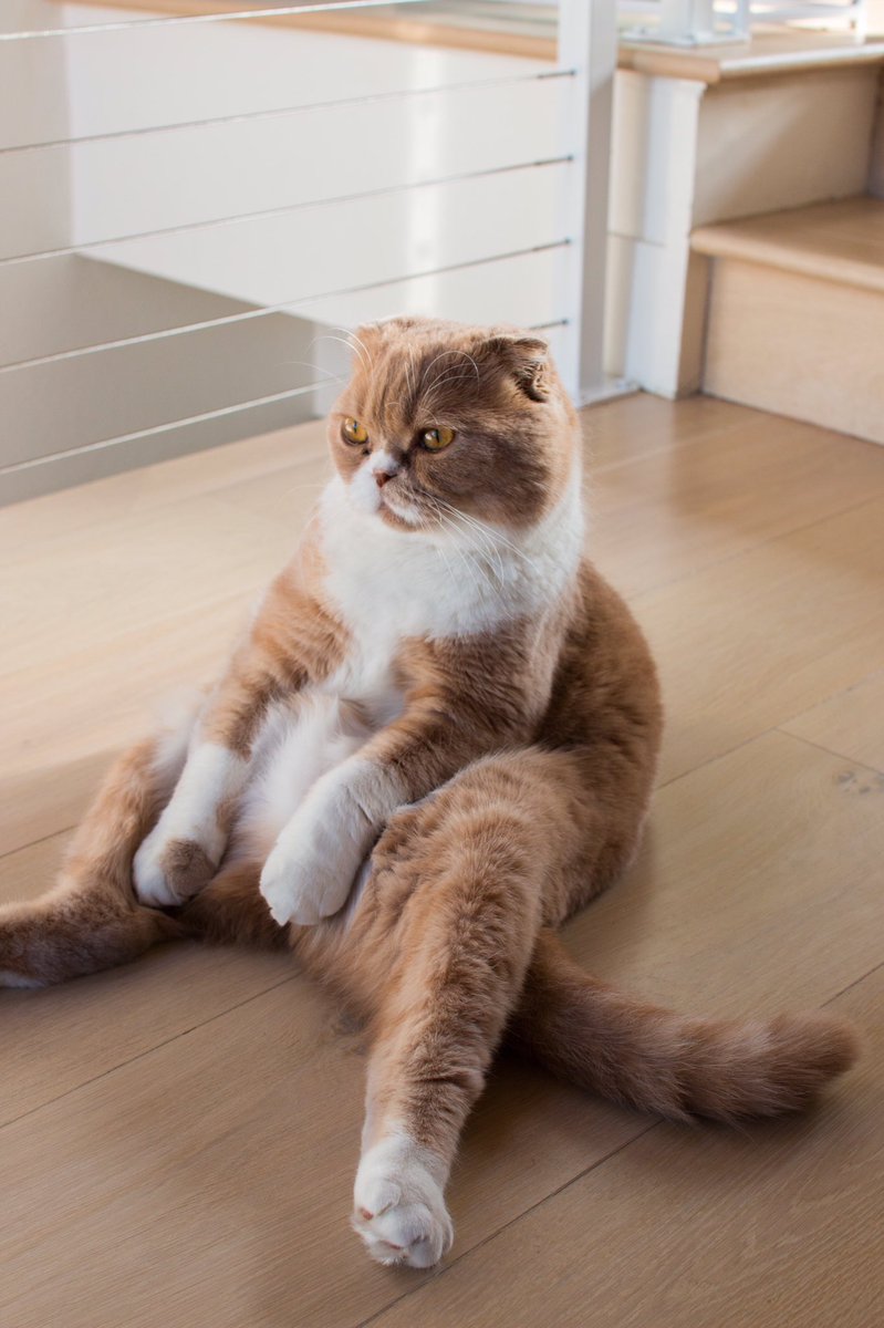 MisterPurs's tweet photo. Every day...I wait patiently for my breakfast #catsofinstagram #CatsOfTwitter #CatsRule #CatsAreWild #TGIF https://t.co/ct8v2ueLhS