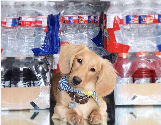 This pup is ready for #HurricaneHarvey! Have everything you need? Here's which stores have supplies: abc13.com/2337024/