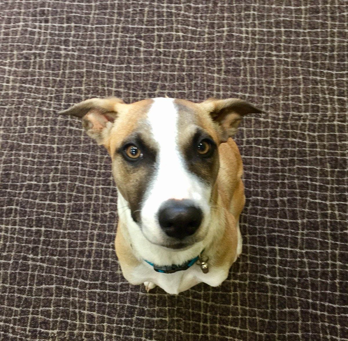 rulebostoncam's tweet photo. Ok, we can't wait another day for #NationalDogDay! Here's RBC mascot, ZARA, looking sharp + ready for the w/e. #zararules #officedog #woof https://t.co/BtXnhSyMsJ