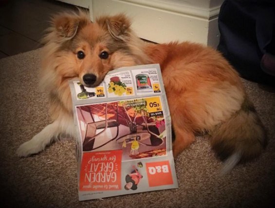 BandQ's tweet photo. RT if you wish your partner was as helpful @ garden planning as Schubert! @SchubertSheltie #NationalDogDay https://t.co/MMUqwQdfEn