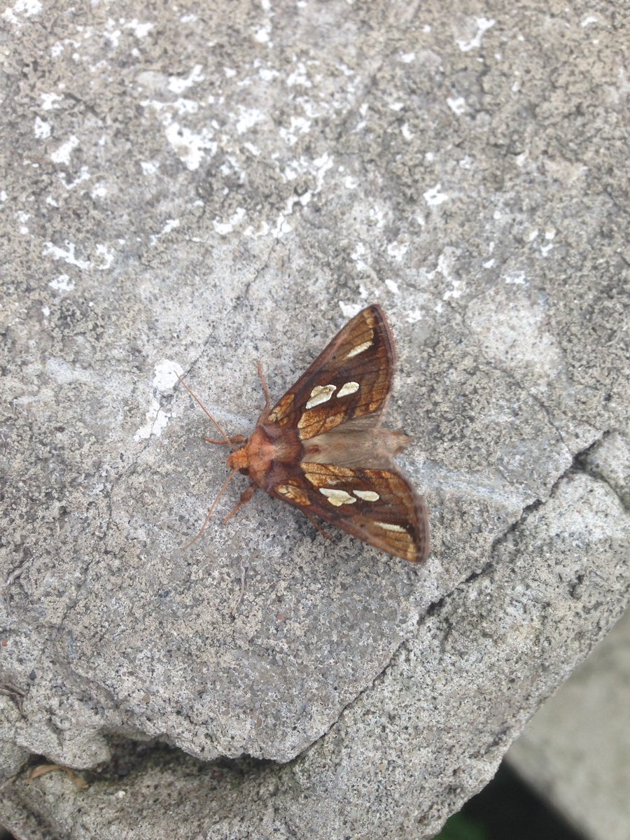 Highlights from our Brownsea residential: sika deer, nightjars, glow worms, spoonbills &amp; ofc lots of red squirrels! Thanks <a href="/DWTBrownsea/">DorsetWildlife Trust</a>!