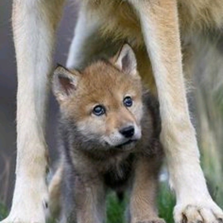 DaughterOfAPack's tweet image. #NewProfilePic