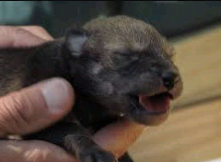 DaughterOfAPack's tweet image. 