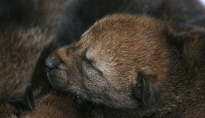 DaughterOfAPack's tweet image. 