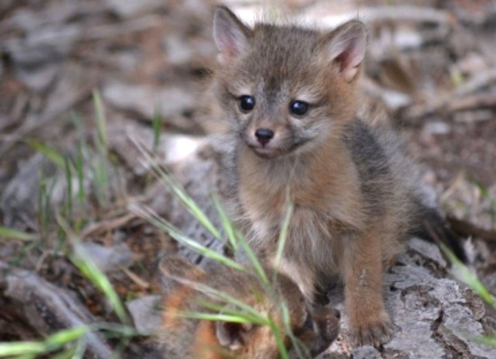 DaughterOfAPack's tweet image. 